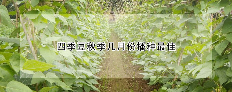 四季豆秋季几月份播种最佳