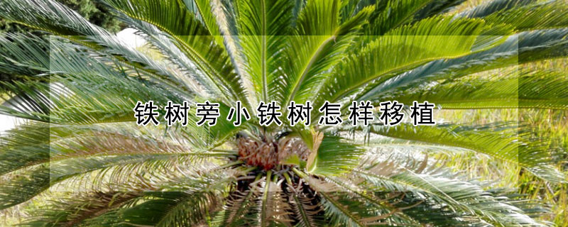 铁树旁小铁树怎样移植