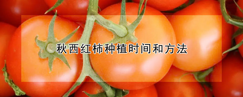 秋西红柿种植时间和方法