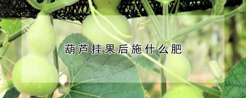 葫芦挂果后施什么肥