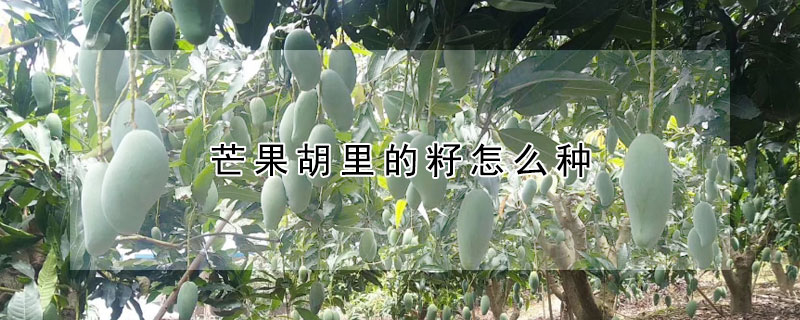 芒果胡里的籽怎么种