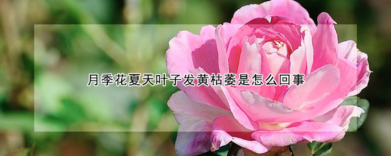 月季花夏天叶子发黄枯萎是怎么回事