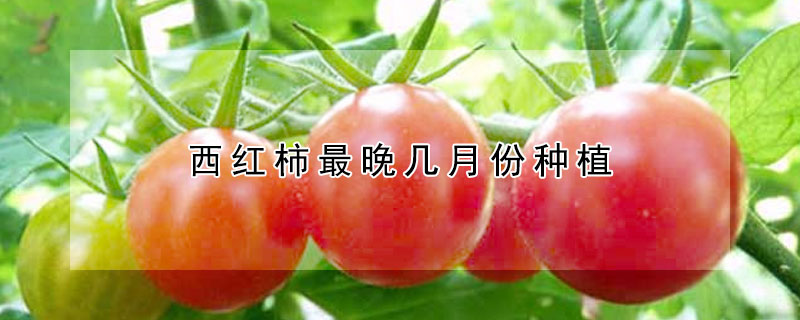 西红柿最晚几月份种植
