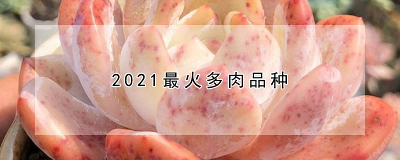 2021最火多肉品种