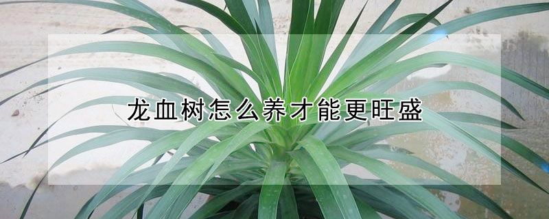 龙血树怎么养才能更旺盛