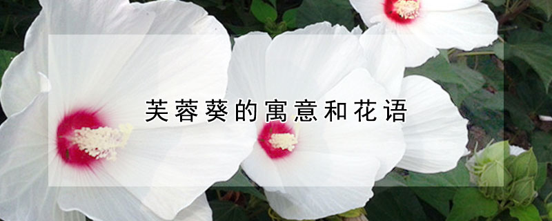 芙蓉葵的寓意和花语