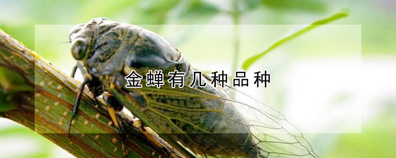 金蝉有几种品种