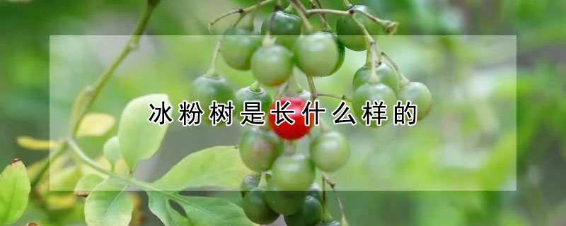 冰粉树是长什么样的