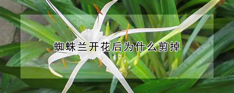 蜘蛛兰开花后为什么剪掉