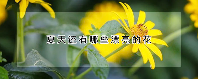 夏天还有哪些漂亮的花