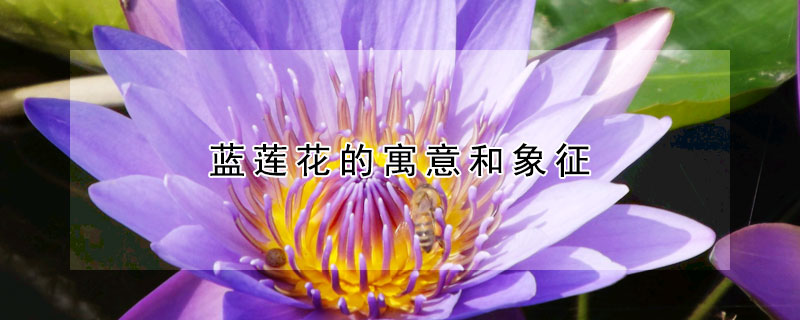 蓝莲花的寓意和象征