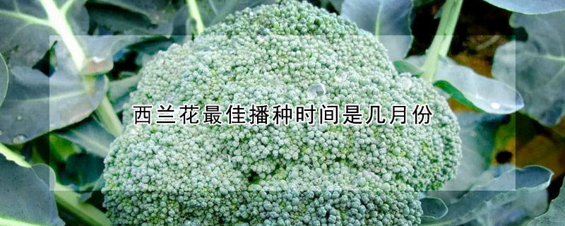 西兰花最佳播种时间是几月份