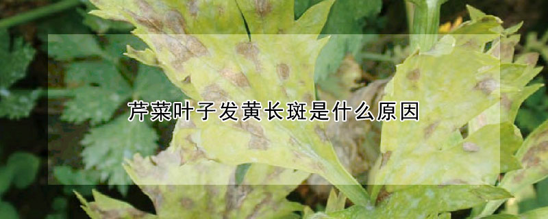 芹菜叶子发黄长斑是什么原因