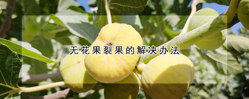 无花果裂果的解决办法