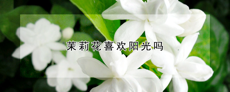 茉莉花喜欢阳光吗