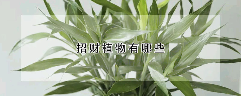 招财植物有哪些