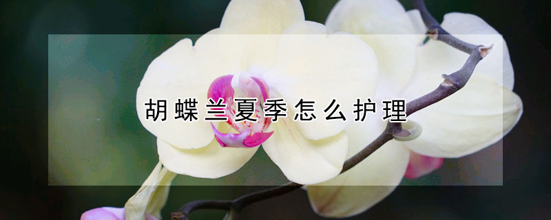 胡蝶兰夏季怎么护理