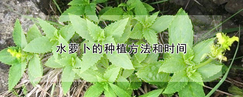 水萝卜的种植方法和时间