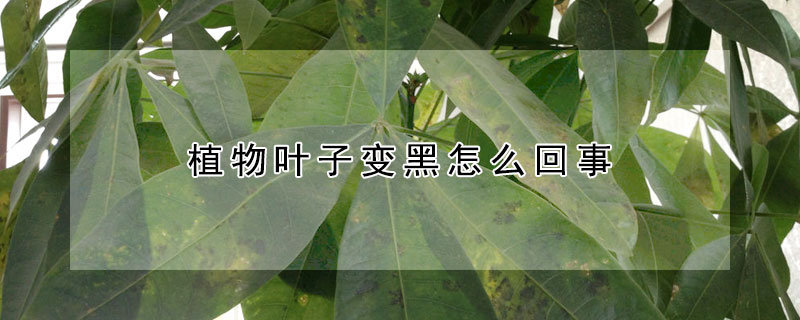 植物叶子变黑怎么回事