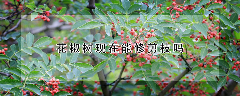 花椒树现在能修剪枝吗