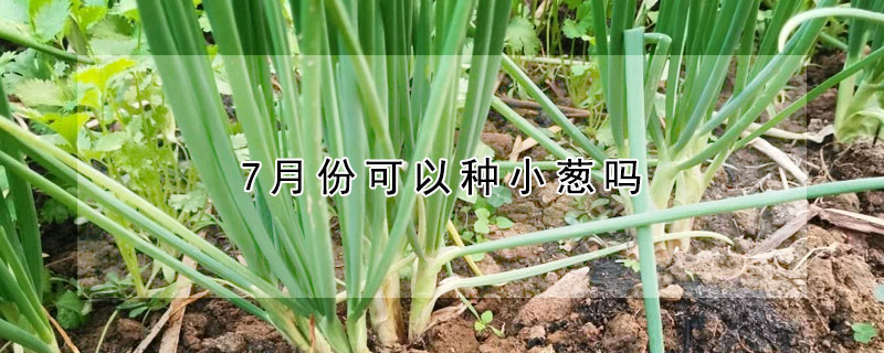 7月份可以种小葱吗