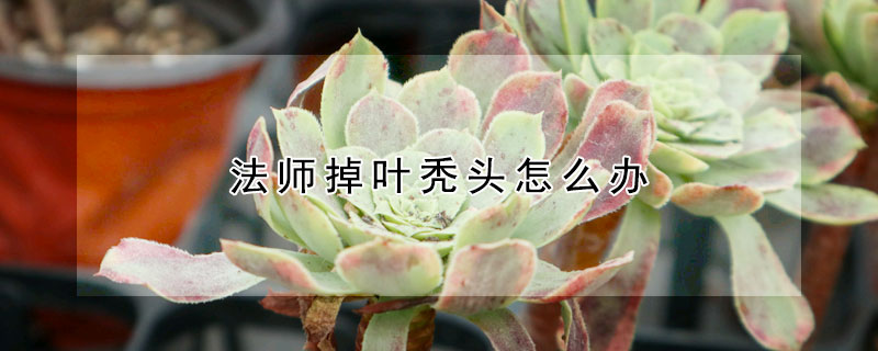 法师掉叶秃头怎么办