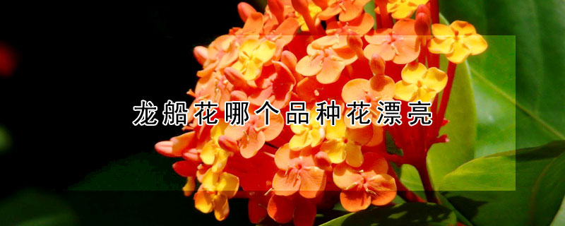 龙船花哪个品种花漂亮