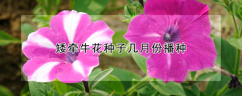 矮牵牛花种子几月份播种