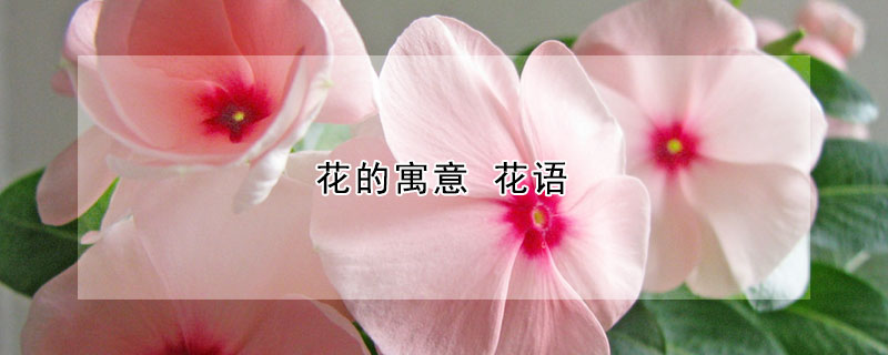 花的寓意 花语