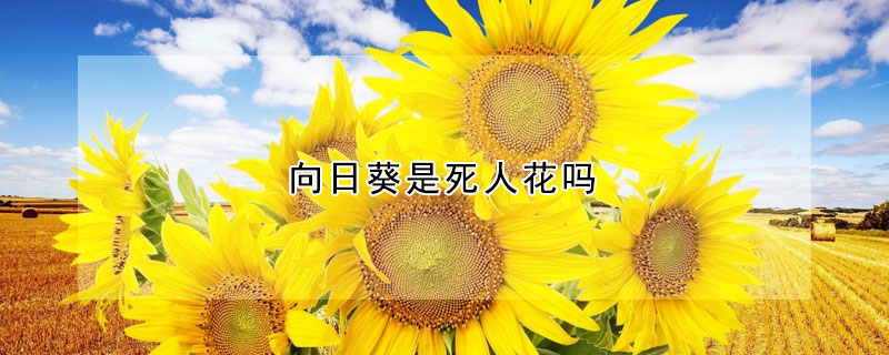 向日葵是死人花吗