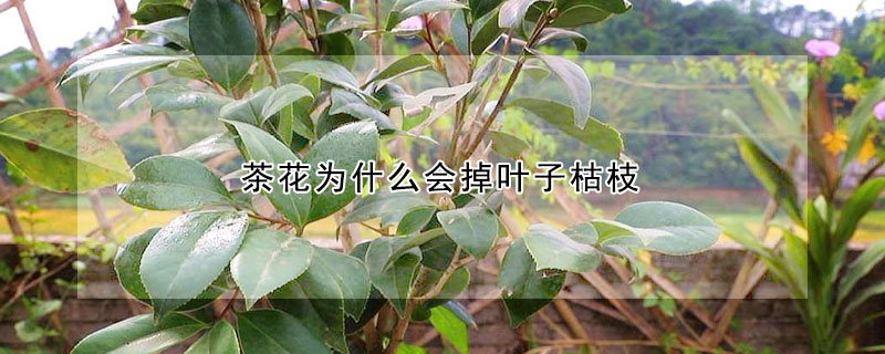 茶花为什么会掉叶子枯枝