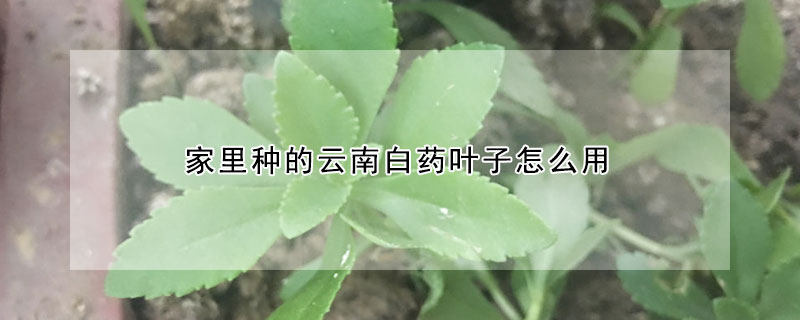 家里种的云南白药叶子怎么用