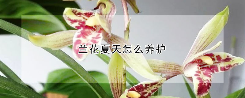 兰花夏天怎么养护