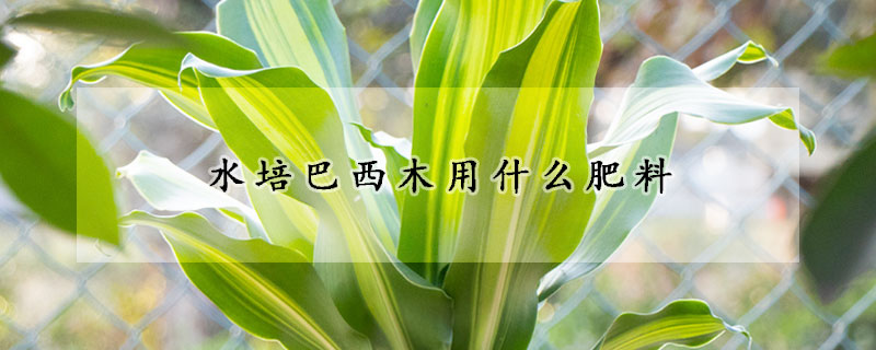 水培巴西木用什么肥料