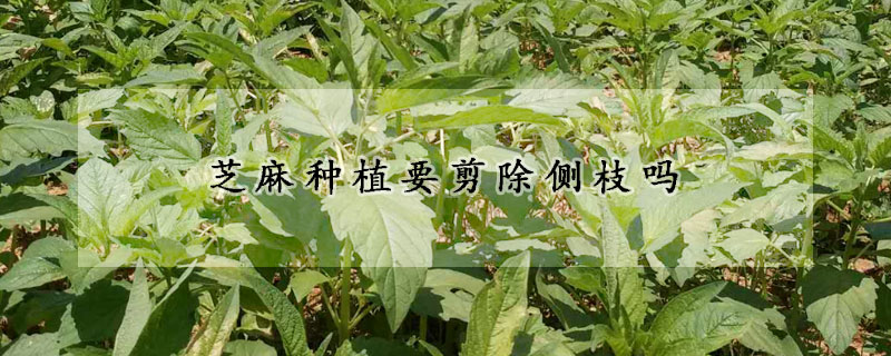 芝麻种植要剪除侧枝吗