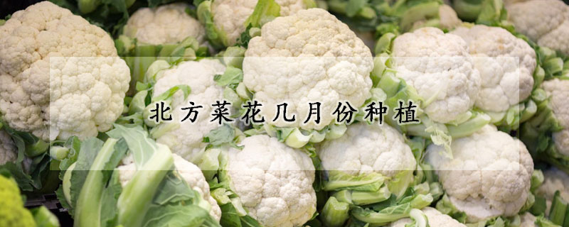 北方菜花几月份种植