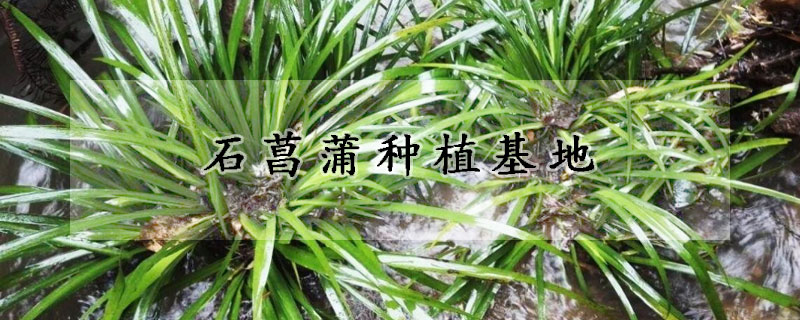 石菖蒲种植基地