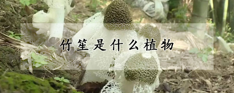 竹笙是什么植物