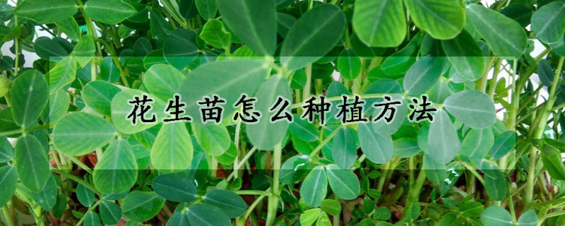 花生苗怎么种植方法