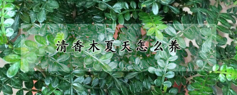 清香木夏天怎么养