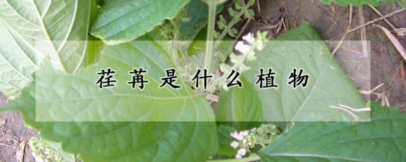 荏苒是什么植物