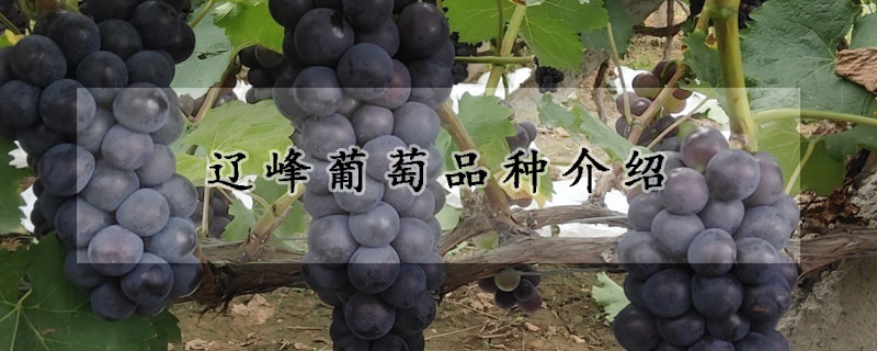 辽峰葡萄品种介绍
