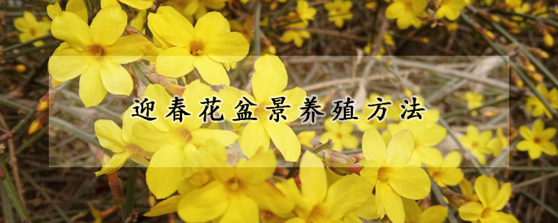 迎春花盆景养殖方法