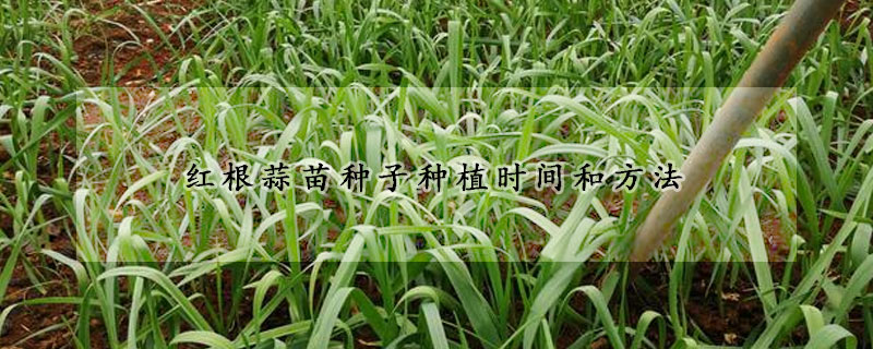 红根蒜苗种子种植时间和方法