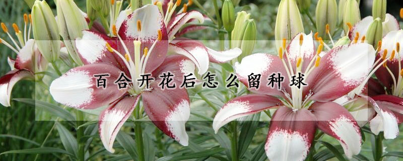 百合开花后怎么留种球