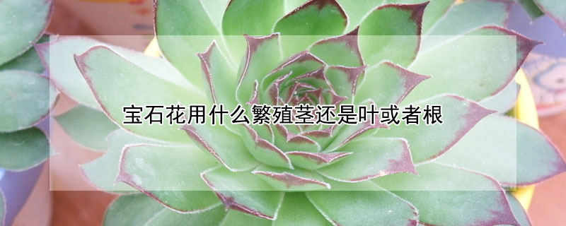 宝石花用什么繁殖茎还是叶或者根