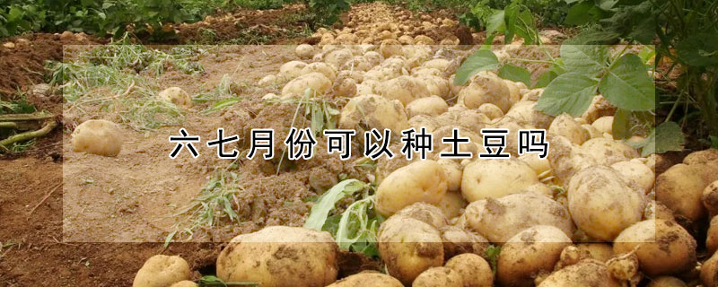 六七月份可以种土豆吗