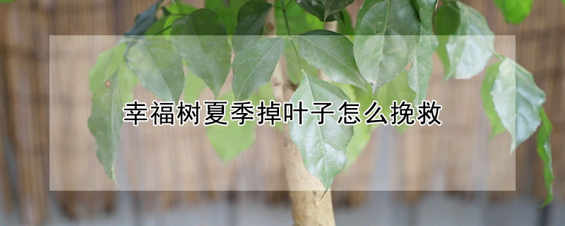 幸福树夏季掉叶子怎么挽救