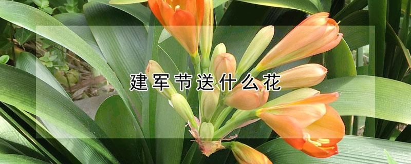 建军节送什么花