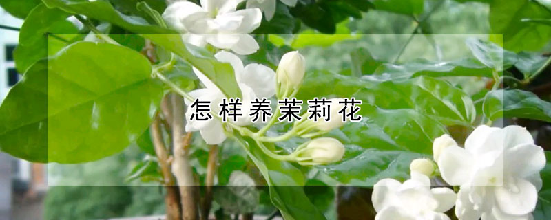 怎样养茉莉花